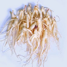 (세척)인삼수삼 오쿠홍삼용 콩난발 15뿌리내외 500g 대명이네인삼