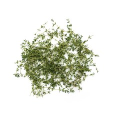 타임 Thyme 1팩 50g 커먼 백리향 생잎, 1개