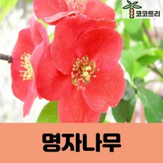 [코코트리] 명자(장미과) 나무, 1개, 명자(흑광)나무 키100cm