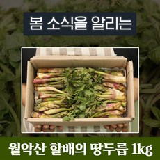 두릅순