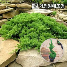 눈좀향나무