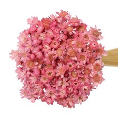 프리저브드플라워자격증반