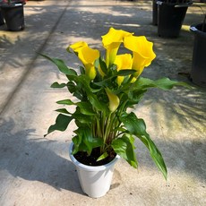 대성식물 카라꽃 카라화분 노란카라 거실화분 꽃모종 중형, 1개