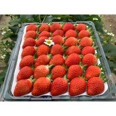 추천3 산지직송딸기