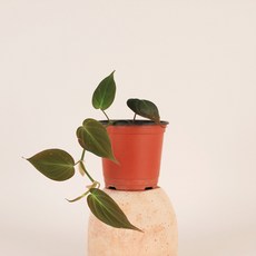 필로덴드론미칸