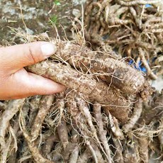 왕언니 국산100% 자연에 자라 향긋한 흙더덕 손질더덕, 흙더덕 특1kg, 1개, 흙더덕 특1kg