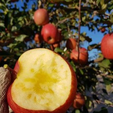 [은하수농장] 가정용 꿀사과 특가판매, 05.가정용흠과 사과 2KG/대과, 1박스