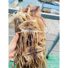 동해안 오징어 파지 파품 (일명 못난이) 500g, 1개