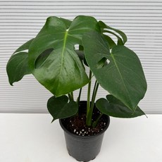 델리치오사키우기