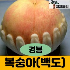 [코코트리] 복숭아 묘목, 1개, 경봉(백도) 접목1년