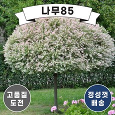 (나무85) 무늬버들 화이트핑크샐릭스 포트(2주 묶음)