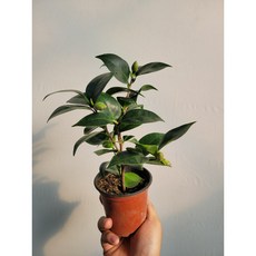 월동식물 블랙로즈 동백나무 야생화 소품 15~25cm 49