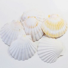 꾸미기조개껍데기