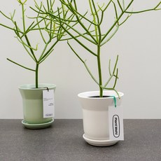 파티오라금 청산호 연필선인장 유포르비아, 02 U자형 화이트 도자기팟, 1개
