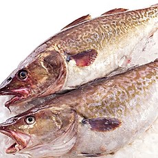자반고래밥 식당용 업소용 참대구 20kg 대구, 1박스, 원물 대구 20kg 7~8미