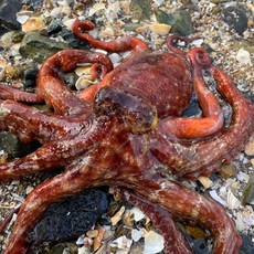 [산지직송] 당일어획 통영 자연산 돌문어 800g(1-3마리), 1개