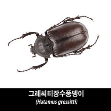 그레씨티장수풍뎅이표본-Hatamus gressitti, 1개