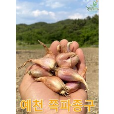 쪽파씨