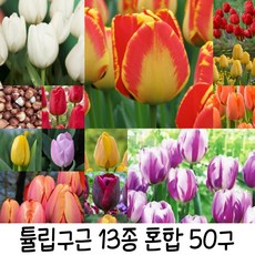 튤립구근 13종혼합 50구 추식구근 수성조경농원, 50개