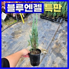 블루엔젤 H40cm 내외 120L포트 상록수 서양측백 조경나무 정원수 울타리 나무 묘목, H40cm내외(120L포트묘), 1개