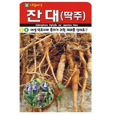 잔대 씨앗 약초 씨 종자, 2개