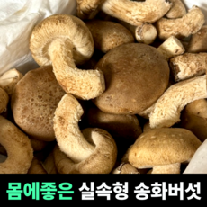 [몸에좋은] 실속형 송화버섯 함암작용 면역력증가 비타민가득 혈당건강 소화개선 구이용버섯, 1개, 3kg