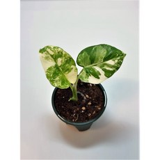 알로카시아마크로리자