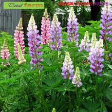 에피파니플라워