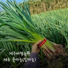 추천8풋마늘장아찌