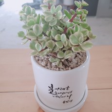인플랜츠팜 아악무 옥엽 목질화 넝쿨 캘리그라피화분 공기정화식물 반려식물