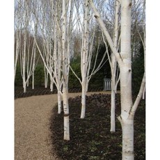 잭큐몬티도랜보스