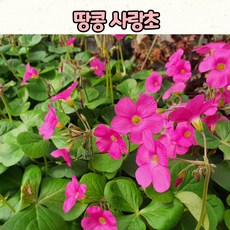 사랑초구근