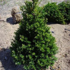 묘목/주목나무 [ 실생 5년 / 묘목 ] 5주묶음 AW449, 1개