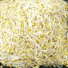 김구원선생콩나물