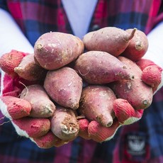 해남 꿀고구마 5kg 특상급, 1개