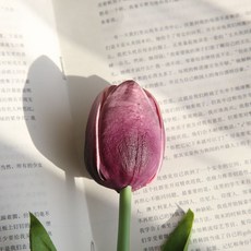 가렌꽃