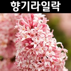 프레스토니아 향기라일락(미스캐나다) 9cm포트 1개