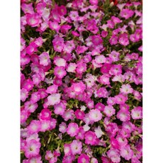 사피니아핑크 늘어지는페츄니아 4개묶음 일년초 장기개화 행잉용 규격10cm포트묘 꽃심야생화