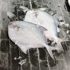 국내산 목포 생물 손질 병어회 반건조 생선 횟감 세꼬시 제수용 선물용 당일위판, 병어 3마리 (반건조), 1개