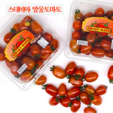 스테비아농법토마토