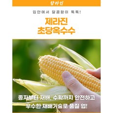 미니찰옥수수