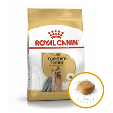 요크셔테리어피지동전