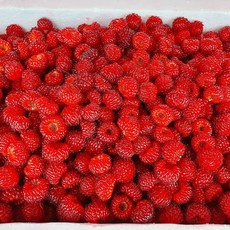 핸디라이프 국내산 청정 산딸기 1kg 급냉과 주문당일수확 당일배송, 1개