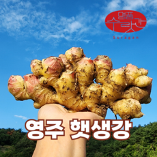 명품수랏간 영주 봉화 서산 햇생강 흙생강 특품, 1개, 3kg