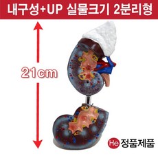 셀프손발모형