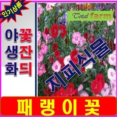 RA/야생화 씨앗/꽃잔듸과/ 패랭이꽃 /씨앗 1000립