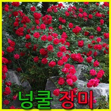 작약생화 TOP01