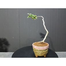 마삭분재