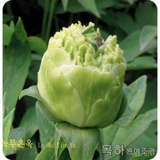 가격할인상품 겹꽃목단(녹무은옥) 개화주 3~4지