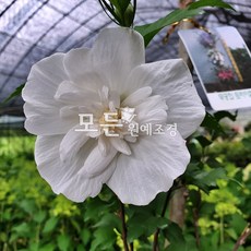 모든원예조경 겹꽃무궁화나무 (잔다르크) 신품종묘목